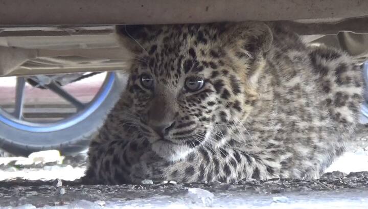 ਇਸ ਪਿੱਛੋਂ ਅਦਾਲਤ ਅੰਦਰ ਅਫ਼ਰਾ-ਤਫ਼ਰੀ ਮੱਚ ਗਈ।