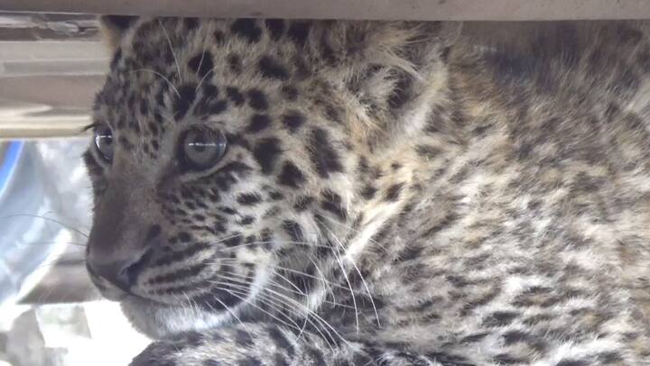 ਤੇਂਦੂਆ ਵੇਖਣ ਲਈ ਲੋਕਾਂ ਦੀ ਭੀੜ ਜਮ੍ਹਾ ਹੋ ਗਈ ਜਿਸ ਕਰਕੇ ਜੰਗਲਾਤ ਵਿਭਾਗ ਦੀ ਟੀਮ ਨੂੰ ਤੇਂਦੁਆ ਫੜਨ ਵਿੱਚ ਕਾਫੀ ਮੁਸ਼ਕਲ ਵੀ ਆਈ। ਹਾਲਾਂਕਿ ਤੇਂਦੂਆ ਨੇ ਕਿਸੇ ਨੂੰ ਨੁਕਸਾਨ ਨਹੀਂ ਪਹੁੰਚਾਇਆ।