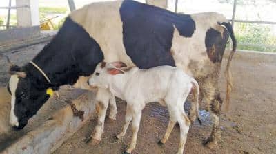 ਹੁਣ ਟੈਸਟ ਟਿਊਬ ਗਾਵਾਂ ਦੇਣਗੀਆਂ 15 ਗੁਣਾ ਜ਼ਿਆਦਾ ਦੁੱਧ ਹੁਣ ਟੈਸਟ ਟਿਊਬ ਗਾਵਾਂ ਦੇਣਗੀਆਂ 15 ਗੁਣਾ ਜ਼ਿਆਦਾ ਦੁੱਧ