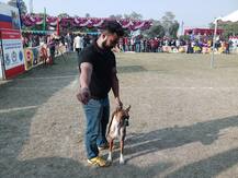 ਅੰਮ੍ਰਿਤਸਰ ਵਿੱਚ ਡੌਗ ਸ਼ੌਅ, ਵਿਦੇਸ਼ੀ ਨਸਲਾਂ ਦੇ ਕੁੱਤੇ ਵੀ ਪਹੁੰਚੇ