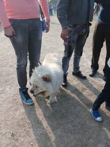 ਅੰਮ੍ਰਿਤਸਰ ਵਿੱਚ ਡੌਗ ਸ਼ੌਅ, ਵਿਦੇਸ਼ੀ ਨਸਲਾਂ ਦੇ ਕੁੱਤੇ ਵੀ ਪਹੁੰਚੇ