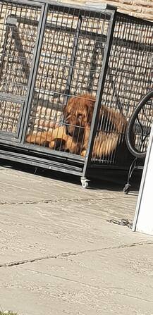 ਅੰਮ੍ਰਿਤਸਰ ਵਿੱਚ ਡੌਗ ਸ਼ੌਅ, ਵਿਦੇਸ਼ੀ ਨਸਲਾਂ ਦੇ ਕੁੱਤੇ ਵੀ ਪਹੁੰਚੇ