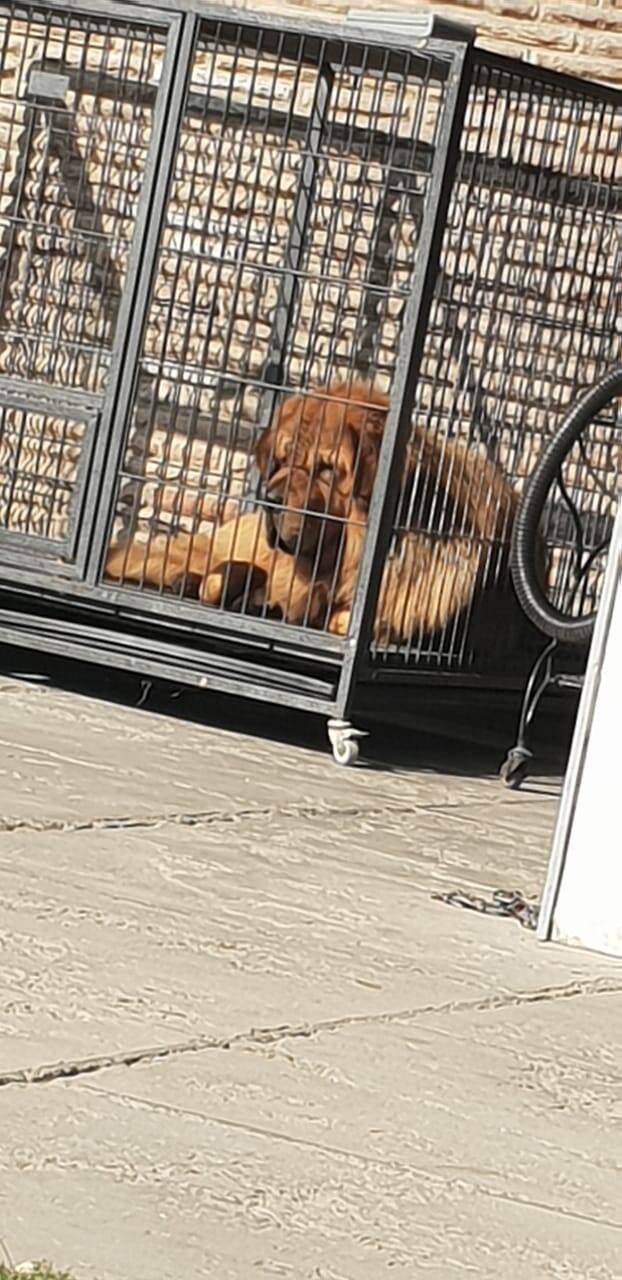 ਅੰਮ੍ਰਿਤਸਰ ਵਿੱਚ ਡੌਗ ਸ਼ੌਅ ਕਰਵਾਇਆ ਗਿਆ। ਇਸ ਮੌਕੇ ਵੱਡੀ ਗਿਣਤੀ ਲੋਕ ਆਪਣੇ ਕੁੱਤੇ ਲੈ ਕੇ ਪਹੁੰਚੇ।