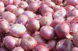 ਕਿਸਾਨ ਨੂੰ 26.5 ਕੁਵੰਟਲ ਫਸਲ ਵੇਚ ਕੇ ਮਿਲੇ 6 ਰੁਪਏ, ਮੁੱਖ ਮੰਤਰੀ ਨੂੰ ਮਨੀਆਰਡਰ ਕੀਤੇ