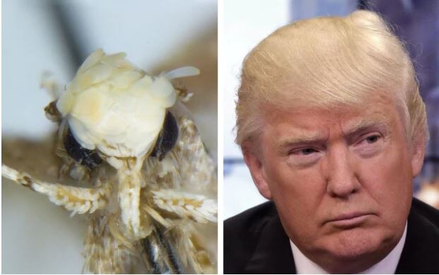 New moth species for Trump ਨਵੇਂ ਲੱਭੇ ਜੀਵ ਦਾ ਡੋਨਾਲਡ ਟਰੰਪ ਨਾਲ ਕੀ ਰਿਸ਼ਤਾ? ਜਾਣ ਕੇ ਹੋ ਜਾਓਗੇ ਹੈਰਾਨ!