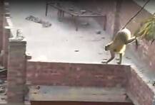 ਸਰਹੱਦਾਂ ਇਨਸਾਨਾਂ ਲਈ, ਪਰ ਇਹ ਜਨਾਬ ਭਾਰਤ ਤੋਂ ਛੜੱਪੇ ਮਾਰ ਪੁੱਜੇ ਪਾਕਿਸਤਾਨ ਤੇ ਮਚਾ ਰਹੇ ਉੱਧੜਧੁੰਮੀ