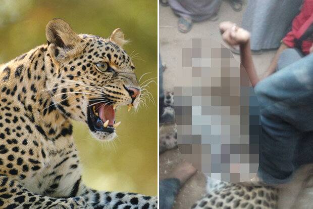 Leopard attack on old lady in uttrakhand ਤੇਂਦੁਏ ਦੇ ਹਮਲੇ ‘ਚ ਬਿਰਧ ਔਰਤ ਦੀ ਮੌਤ, ਬੱਚਾ ਵਾਲ-ਵਾਲ ਬਚਿਆ