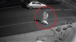 ਮਾਲਕ ਨੇ ਕੁੱਤੇ ਨੂੰ ਦਿੱਤਾ ਧੋਖਾ, ਦੇਖੋ ਇਮੋਸ਼ਨਲ ਵੀਡੀਓ