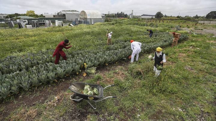 ਅਜਿਹਾ ਹੀ ਕਿੱਸਾ ਨਿਊਜ਼ੀਲੈਂਡ ਦੇ ਔਕਲੈਂਡ ਸ਼ਹਿਰ ਤੋਂ ਸਾਹਮਣੇ ਆਇਆ ਹੈ, ਜਿੱਥੇ ਲੋਕ ਗੁਰੂ ਘਰ ਦੇ ਲੰਗਰ ਤੇ ਉੱਥੇ ਹੀ ਕੀਤੀ ਜਾਂਦੀ ਖੇਤੀ ਤੋਂ ਬੇਹੱਦ ਪ੍ਰਭਾਵਿਤ ਹੁੰਦੇ ਹਨ।