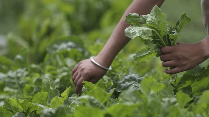 ਸ਼ੇਰ ਸਿੰਘ ਨੇ ਦੱਸਿਆ ਕਿ ਹਰ ਰੋਜ਼ ਸਵੇਰੇ ਚਾਰ ਵਜੇ ਤੋਂ 40 ਔਰਤਾਂ ਗੁਰੂ ਘਰ ਦੀ ਰਸੋਈ ਵਿੱਚ ਆਉਂਦੀਆਂ ਹਨ ਤੇ ਰੋਟੀ ਪਕਾਉਂਦੀਆਂ ਹਨ ਅਤੇ 20 ਮਰਦ ਦਾਲ ਤੇ ਸਬਜ਼ੀ ਪਕਾਉਂਦੇ ਹਨ।