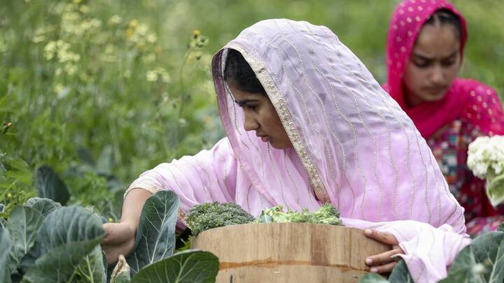 ਲੇਖਕ ਵੌਂਗ ਲਿੰਗ ਦੇ ਆਧਾਰ 'ਤੇ ਕੰਮ ਦੀ ਵੰਡ ਵਿੱਚ ਇਸ 'ਭੇਦਭਾਵ' ਬਾਰੇ ਪੁੱਛਦੇ ਹਨ ਤਾਂ ਸ਼ੇਰ ਸਿੰਘ ਹੱਸ ਕੇ ਕਹਿੰਦੇ ਹਨ ਕਿ ਇਹ ਭੇਦਭਾਵ ਨਹੀਂ ਬਲਕਿ ਦਾਲ-ਸਬਜ਼ੀ ਤਿਆਰ ਕਰਨ ਲਈ ਵਰਤੇ ਜਾਣ ਵਾਲੇ ਭਾਰੀ ਭਾਂਡਿਆਂ ਨੂੰ ਵਰਤਣਾ ਤੇ ਚੁੱਕਣਾ ਔਰਤਾਂ ਲਈ ਔਖਾ ਹੁੰਦਾ ਹੈ।