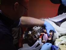 ਸ਼ੇਰ ਦੀ ਦਾੜ੍ਹ ਦਾ ਸਫ਼ਲ ਆਪ੍ਰੇਸ਼ਨ ਕਰਨ ਵਾਲੇ ਬਹਾਦੁਰ ਡਾਕਟਰ ਚੁਫੇਰੇ ਸ਼ਲਾਘਾ, ਦੇਖੋ ਵੀਡੀਓ