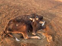 ਸਰਕਾਰੀ ਗਊਸ਼ਾਲਾ ’ਚ ਭੁੱਖਮਰੀ ਨਾਲ ਮਰੀਆਂ ਗਾਵਾਂ, ਕੁੱਤਿਆਂ ਨੇ ਖਾਧੇ ਪਿੰਜਰ