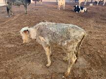 ਸਰਕਾਰੀ ਗਊਸ਼ਾਲਾ ’ਚ ਭੁੱਖਮਰੀ ਨਾਲ ਮਰੀਆਂ ਗਾਵਾਂ, ਕੁੱਤਿਆਂ ਨੇ ਖਾਧੇ ਪਿੰਜਰ