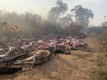 ਸਰਕਾਰੀ ਗਊਸ਼ਾਲਾ ’ਚ ਭੁੱਖਮਰੀ ਨਾਲ ਮਰੀਆਂ ਗਾਵਾਂ, ਕੁੱਤਿਆਂ ਨੇ ਖਾਧੇ ਪਿੰਜਰ