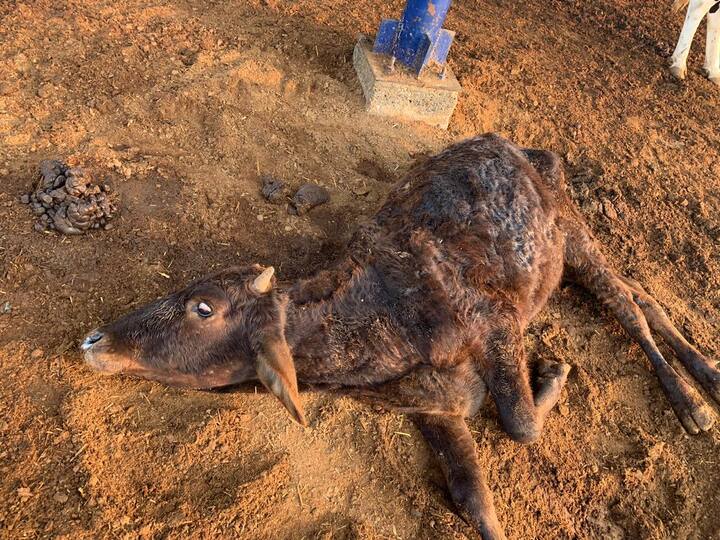 ਗਊ ਸੇਵਕਾਂ ਨੇ ਦੱਸਿਆ ਕਿ ਗਊਸ਼ਾਲਾ ਵਿੱਚ ਪ੍ਰਸ਼ਾਸਨ ਦੀ ਅਣਦੇਖੀ ਕਾਰਨ ਕਈ ਗਾਵਾਂ ਮਰ ਰਹੀਆਂ ਹਨ, ਜ਼ਿਆਦਾਤਰ ਗਾਵਾਂ ਦੇ ਮਰਨ ਦਾ ਕਾਰਨ ਭੁੱਖਮਰੀ ਦੱਸਿਆ ਹੈ। ਇਨ੍ਹਾਂ ਦੇ ਪਿੰਜਰਾਂ ਨੂੰ ਕੁੱਤੇ ਨੋਚ-ਨੋਚ ਕੇ ਖਾ ਰਹੇ ਹਨ। ਉਨ੍ਹਾਂ ਪ੍ਰਸ਼ਾਸਨ ਤੋਂ ਗਾਵਾਂ ਲਈ ਦਾਣਾ-ਪਾਣੀ ਮੁਹੱਈਆ ਕਰਵਾਉਣ ਅਤੇ ਬਿਮਾਰ ਗਾਵਾਂ ਲਈ ਦਵਾਈਆਂ ਦੇ ਬੰਦੋਬਸਤ ਦੀ ਮੰਗ ਕੀਤੀ।