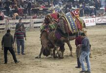 ਮੁਰਗੇ, ਬੈਲਾਂ, ਬੱਕਰਿਆਂ ਤੇ ਕੁੱਤਿਆਂ ਦੀ ਲੜਾਈ ਤਾਂ ਵੇਖੀ, ਪਰ ਕਦੇ ਭਿੜਦੇ ਵੇਖੇ ਊਠ...ਤਾਂ ਵੇਖੋ ਗਹਿਗੱਚ ਲੜਾਈ