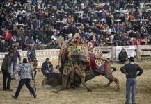 ਮੁਰਗੇ, ਬੈਲਾਂ, ਬੱਕਰਿਆਂ ਤੇ ਕੁੱਤਿਆਂ ਦੀ ਲੜਾਈ ਤਾਂ ਵੇਖੀ, ਪਰ ਕਦੇ ਭਿੜਦੇ ਵੇਖੇ ਊਠ...ਤਾਂ ਵੇਖੋ ਗਹਿਗੱਚ ਲੜਾਈ