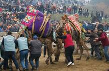 ਮੁਰਗੇ, ਬੈਲਾਂ, ਬੱਕਰਿਆਂ ਤੇ ਕੁੱਤਿਆਂ ਦੀ ਲੜਾਈ ਤਾਂ ਵੇਖੀ, ਪਰ ਕਦੇ ਭਿੜਦੇ ਵੇਖੇ ਊਠ...ਤਾਂ ਵੇਖੋ ਗਹਿਗੱਚ ਲੜਾਈ