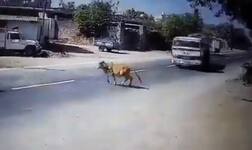 ਗਊ ਨੂੰ ਬਚਾਉਣ ਲਈ ਡਰਾਇਵਰ ਨੇ ਲਵਾਈ ਟਰੱਕ ਦੀ 'ਬਾਜ਼ੀ', ਵੇਖੋ ਵੀਡੀਓ