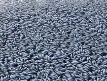 ਆਸਟ੍ਰੇਲੀਆ ਤੋਂ ਆਈਆਂ ਦਿਲ ਕੰਬਾਉਣ ਵਾਲੀਆਂ ਤਸਵੀਰਾਂ