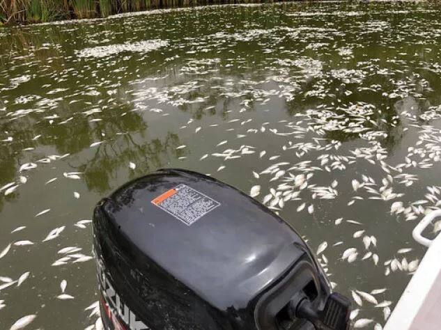 ਆਸਟ੍ਰੇਲੀਆ ਦੀ ਮੰਡੀ ‘ਚ ਜਦੋਂ ਸਥਾਨਕ ਲੋਕ ਕਿਸ਼ਤੀ ਲੈ ਕੇ ਜਾਣ ਲੱਗੇ ਤਾਂ ਉਨ੍ਹਾਂ ਨੇ ਪਾਣੀ ‘ਚ ਮਰੀਆਂ ਮੱਛੀਆਂ ਦਾ ਅੰਬਾਰ ਦੇਖਿਆ ਜੋ ਕਿਸੇ ਸਫੇਦ ਚਾਦਰ ਤੋਂ ਘੱਟ ਨਹੀਂ ਲੱਗ ਰਿਹਾ ਸੀ।