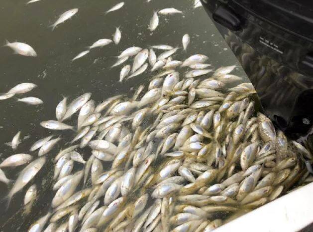 ਇਨ੍ਹਾਂ ਦੀ ਮੌਤ ਦਾ ਕਾਰਨ ਗਰਮੀ ਕਾਰਨ ਪਾਣੀ ‘ਚ ਅਕਸੀਜ਼ਨ ਦੀ ਕਮੀ ਤੇ ਪਾਣੀ ਦਾ ਜ਼ਹਿਰੀਲਾ ਹੋ ਜਾਣਾ ਹੈ। ਡਾਰਲਿੰਗ ਨਦੀ ‘ਤੇ ਜਾਂਚ ਕਰਨ ਗਏ ਅਧਿਕਾਰੀਆਂ ਦਾ ਕਹਿਣਾ ਹੈ ਕਿ ਇਸ ਨਾਲ ਹੋਰ ਕਈ ਮੱਛੀਆਂ ਦੀ ਮੌਤ ਹੋ ਸਕਦੀ ਹੈ।