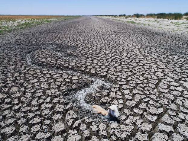 ਡਾਰਲਿੰਗ ਨਦੀ ਆਸਟ੍ਰੇਲੀਆ ਦੇ ਕਈ ਸੂਬਿਆ ‘ਚ ਹਜ਼ਾਰਾਂ ਕਿਲੋਮੀਟਰ ਤਕ ਫੈਲੀ ਹੋਈ ਹੈ। ਤਾਪਮਾਨ ‘ਚ ਵਾਧੇ ਤੇ ਬਾਰਸ਼ ਨਾ ਹੋਣ ਕਾਰਨ ਮੱਛੀਆਂ ਦੀ ਮੌਤ ਦੀ ਭੱਵਿਖਵਾਣੀ ਸਹੀ ਹੁੰਦੀ ਨਜ਼ਰ ਆ ਰਹੀ ਹੈ। ਪੂਰਬੀ ਖੇਤਰ ‘ਚ ਭਾਰੀ ਗਰਮੀ ਨੇ ਭਿਆਨਕ ਰੂਪ ਧਾਰਿਆ ਹੋਇਆ ਹੈ। ਮਾਨਸੂਨ ‘ਚ ਦੇਰੀ ਕਾਰਨ ਹਾਲ ਬੇਹੱਦ ਖ਼ਰਾਬ ਹੋ ਚੁੱਕੇ ਹਨ। ਅਜਿਹੇ ‘ਚ ਲੋਕਾਂ ਨੂੰ ਘੱਟੋ ਘੱਟ ਬਾਹਰ ਨਿਕਲਣ ਦੀ ਸਲਾਹ ਵੀ ਦਿੱਤੀ ਗਈ ਹੈ।