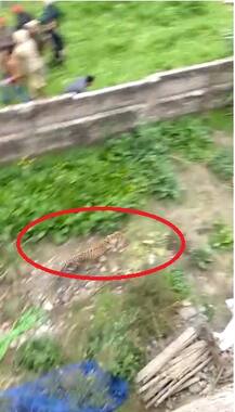 ਜਲੰਧਰ \'ਚ ਆਣ ਵੜਿਆ ਤੇਂਦੂਆ, ਲੋਕਾਂ ਨੂੰ ਪਾਈਆਂ ਭਾਜੜਾਂ