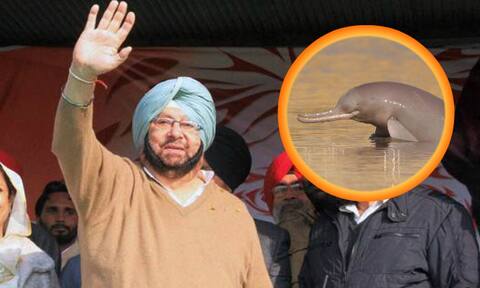 ਕੈਪਟਨ ਨੇ ਡੌਲਫ਼ਿਨ ਨੂੰ ਐਲਾਨਿਆ ਸੂਬੇ ਦਾ ਜਲ ਜੀਵ ਕੈਪਟਨ ਨੇ ਡੌਲਫ਼ਿਨ ਨੂੰ ਐਲਾਨਿਆ ਸੂਬੇ ਦਾ ਜਲ ਜੀਵ