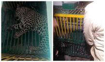 10 ਘੰਟਿਆਂ ਦੀ ਮਸ਼ੱਕਤ ਮਗਰੋਂ ਕਾਬੂ ਆਇਆ ਤੇਂਦੂਆ ਚਿੜਿਆ ਘਰ ਭੇਜਿਆ