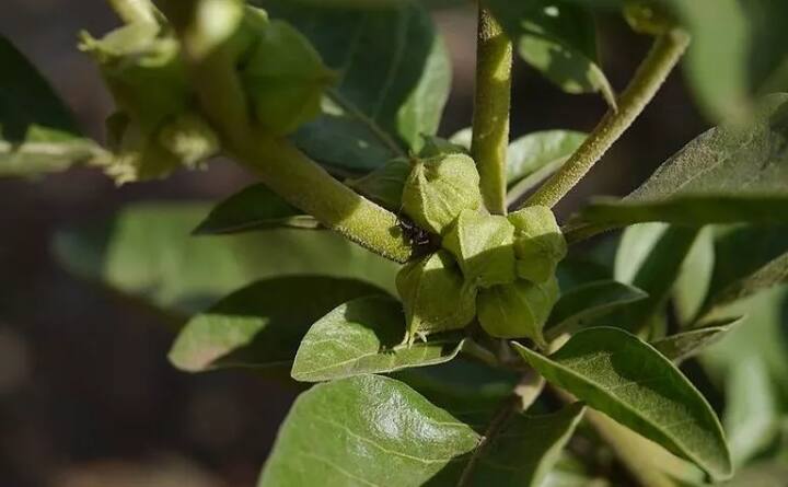 ਰੋਜ਼ਾਨਾ ਇੱਕ ਕੱਪ ਦੁੱਧ ਵਿੱਚ ਇੱਕ ਕੱਪ ਅਸ਼ਵਗੰਧਾ ਮਿਲਾ ਕੇ ਪੀਣ ਨਾਲ ਵੀ ਸੈਕਸ ਸਮਰੱਥਾ ਵਧਦੀ ਹੈ। 