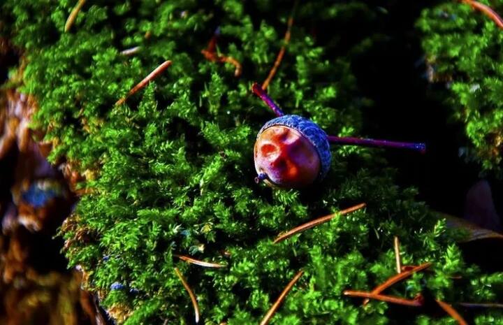 ਖੋਜਕਾਰਾਂ ਵੱਲੋਂ ਕੀਤੇ ਗਏ ਅਧਿਐਨ ਵਿੱਚ ਕਿਹਾ ਗਿਆ ਹੈ ਕਿ ਮੂਸਲੀ ਦੀਆਂ ਸੁੱਕੀਆਂ ਜੜ੍ਹਾਂ ਵਿੱਚ 25 ਐਲਕਲਾਇਡ ਹੁੰਦਾ ਹੈ। ਇਸ ਵਿੱਚ ਸ਼ੁਕਰਾਣੂੰਆਂ ਦੀ ਗਿਣਤੀ ਤੇ ਮਰਦਾਂ ਦੀ ਸਮਰੱਥਾ ਹੁੰਦੀ ਹੈ। ਗਰਮ ਦੁੱਧ ਨਾਲ ਮੂਸਲੀ ਲੈਣ ਨਾਲ ਕਾਫੀ ਫਾਇਦਾ ਹੁੰਦਾ ਹੈ। 