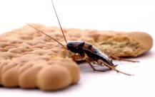 Kitchen Hacks: गर्मी में बढ़ जाते हैं कॉकरोच, इन आसान घरेलू उपायों से दूर भगाएं