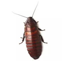 ਪਹਿਲਾ ਇੱਕ ਸਾਲ ਤਕ ਡੇਟ ਕੀਤਾ ਮਾਦਾ ਕੋਕਰੋਚ ਨੂੰ, ਮਰਨ ਤੋਂ ਬਾਅਦ ਉਸ ਨਾਲ ਕੀਤਾ ਇਹ ਕੰਮ