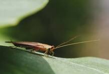 ਪਹਿਲਾ ਇੱਕ ਸਾਲ ਤਕ ਡੇਟ ਕੀਤਾ ਮਾਦਾ ਕੋਕਰੋਚ ਨੂੰ, ਮਰਨ ਤੋਂ ਬਾਅਦ ਉਸ ਨਾਲ ਕੀਤਾ ਇਹ ਕੰਮ