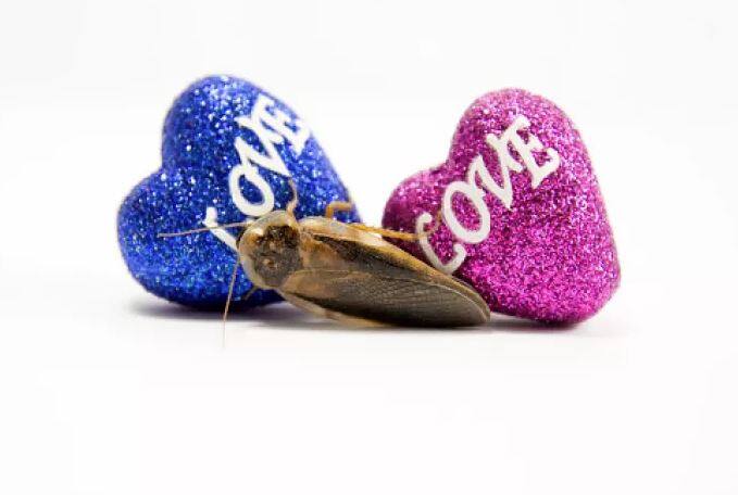 ਯੁਮਾ ਕੋਕਰੋਚ ਲਿਸਾ ਨੂੰ ਆਪਣਾ ਪਹਿਲਾ ਆਿਰ ਮੰਨਦੇ ਹਨ।