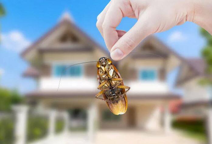 ਯੁਮਾ ਹਮੇਸ਼ਾ ਇਹ ਸੋਚਦੇ ਹਨ ਕਿ ਕਾਸ਼ ਉਹ ਕੋਕਰੋਚ ਦੇ ਸਾਈਜ਼ ਦੇ ਹੁੰਦੇ ਅਤੇ ਲਿਸਾ ਇੰਸਾਨ ਦੇ ਸਾਈਜ਼ ਦੀ ਹੁੰਦੀ।