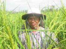 ਪੁਰਾਣੀ ਤਕਨੀਕ ਨਾਲ 200 ਫੀਸਦੀ ਤਕ ਵਧਿਆ ਝੋਨੇ ਦਾ ਝਾੜ