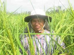 ਪੁਰਾਣੀ ਤਕਨੀਕ ਨਾਲ 200 ਫੀਸਦੀ ਤਕ ਵਧਿਆ ਝੋਨੇ ਦਾ ਝਾੜ