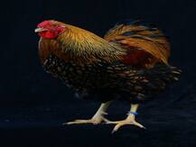 ਮੁਰਗੇ ਨੇ ਬਣਾਇਆ ਬੱਚੀ ਨੂੰ ਸ਼ਿਕਾਰ, ਥਾਣੇ ਪਹੁੰਚਿਆ ਕੇਸ