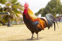 ਮੁਰਗੇ ਨੇ ਬਣਾਇਆ ਬੱਚੀ ਨੂੰ ਸ਼ਿਕਾਰ, ਥਾਣੇ ਪਹੁੰਚਿਆ ਕੇਸ