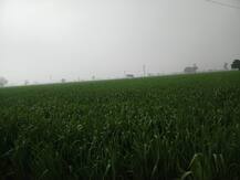 ਬਾਰਸ਼ ਨੇ ਤੋੜਿਆ 49 ਸਾਲ ਦਾ ਰਿਕਾਰਡ, ਕਿਸਾਨਾਂ ਨੂੰ ਰਗੜਾ