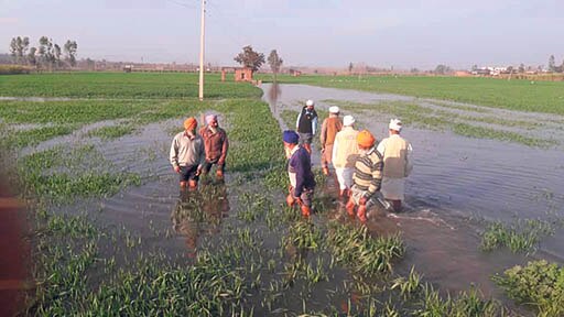 crops damaged due to recent rains in punjab ਮੀਂਹਾਂ ਨੇ ਝੰਬੇ ਕਿਸਾਨ, ਬੁਰੀ ਤਰ੍ਹਾਂ ਨੁਕਸਾਨੀਆਂ ਫ਼ਸਲਾਂ