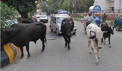 ਕਿਸਾਨਾਂ ਵੱਲੋਂ ਕੈਪਟਨ ਨੂੰ ਆਵਾਰਾ ਪਸ਼ੂ ਤੇ ਕੁੱਤੇ ਭੇਟ ਕਰਨ ਦਾ ਐਲਾਨ