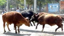 'ਆਪ' ਨੂੰ ਅਮਰੀਕਨ ਢੱਠੇ ਨਹੀਂ ਮਨਜ਼ੂਰ, ਦੇਸੀਆਂ ਦੀ ਮੰਗੀ ਸਾਂਭ-ਸੰਭਾਲ