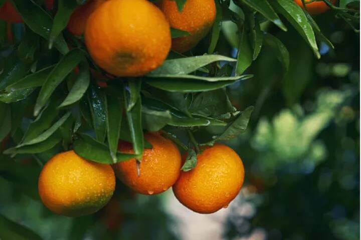 ਇੱਕ ਮੀਡੀਅਮ ਸੰਤਰੇ ਵਿੱਚ 75 ਕੈਲੋਰੀਜ਼, 3 ਗ੍ਰਾਮ ਫਾਈਬਰ ਤੇ 52 ਮਿਲੀਗ੍ਰਾਮ ਵਿਟਾਮਿਨ ਸੀ ਹੁੰਦਾ ਹੈ। ਇਸ ਨੂੰ ਵੀ ਖਾਧਾ ਜਾ ਸਕਦਾ ਹੈ।