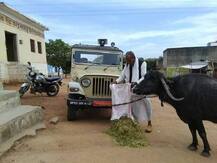 ਤਹਿਸੀਲਦਾਰ ਨੇ ਮੰਗੀ ਰਿਸ਼ਵਤ, ਪੈਸੇ ਨਹੀਂ ਸੀ ਤਾਂ ਜੀਪ ਨਾਲ ਬੰਨ੍ਹੀ ਮੱਝ