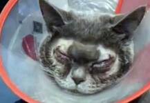 ਔਰਤ ਨੇ ਬਿੱਲੀ ਦੀ ਖੂਬਸੂਰਤੀ ‘ਤੇ ਖਰਚੇ ਲੱਖਾਂ ਰੁਪਏ