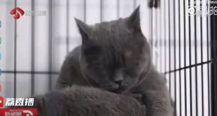 ਸ਼ਿਆ ਦਾ ਕਹਿਣਾ ਸੀ ਕਿ ਉਸ ਨੇ ਆਪਣੀ ਬਿੱਲੀ ਦੀਆਂ ਅੱਖਾਂ ਤੇ ਚਿਹਰਾ ਪਸੰਦ ਨਹੀਂ ਸੀ। ਇਸ ਦੇ ਚੱਲਦਿਆਂ ਸ਼ਿਆ ਨੇ ਇਸ ਦੀ ਪਲਾਸਟਿਕ ਸਰਜ਼ਰੀ ਕਰਵਾ ਦਿੱਤੀ।